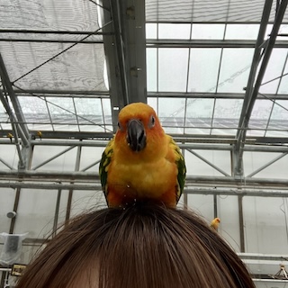 事務　さくちゃん
